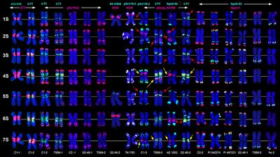 Evolution of the S-Genomes in Triticum-Aegilops Alliance: Evidences From Chromosome Analysis